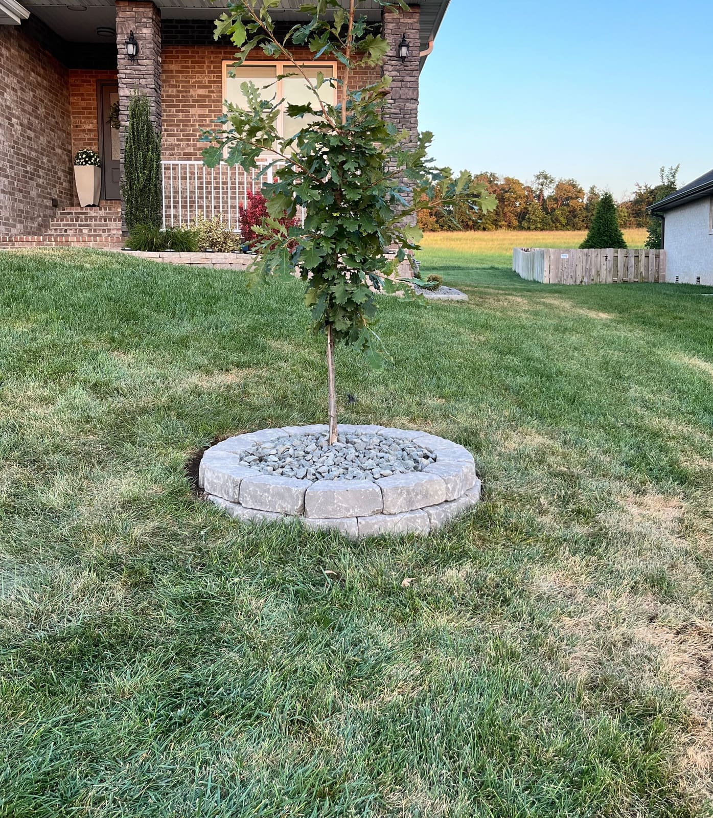 Young oak ringed with stacked tan limestone and gray gravel in a mown front lawn, with the covered brick porch of a home behind it and open field beyond
